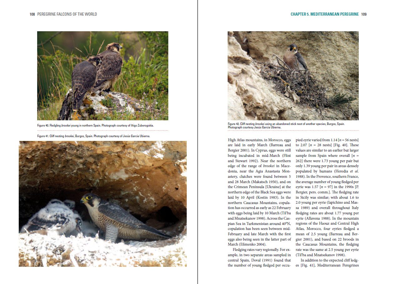 Peregrine Falcons of the World - Lynx Nature Books